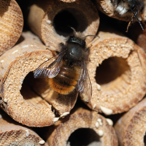 Wooden Insect Hotel Weru 3